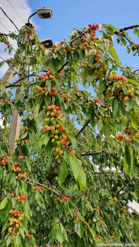 Хороший день — Красивая природа и цветы: фото пейзажей