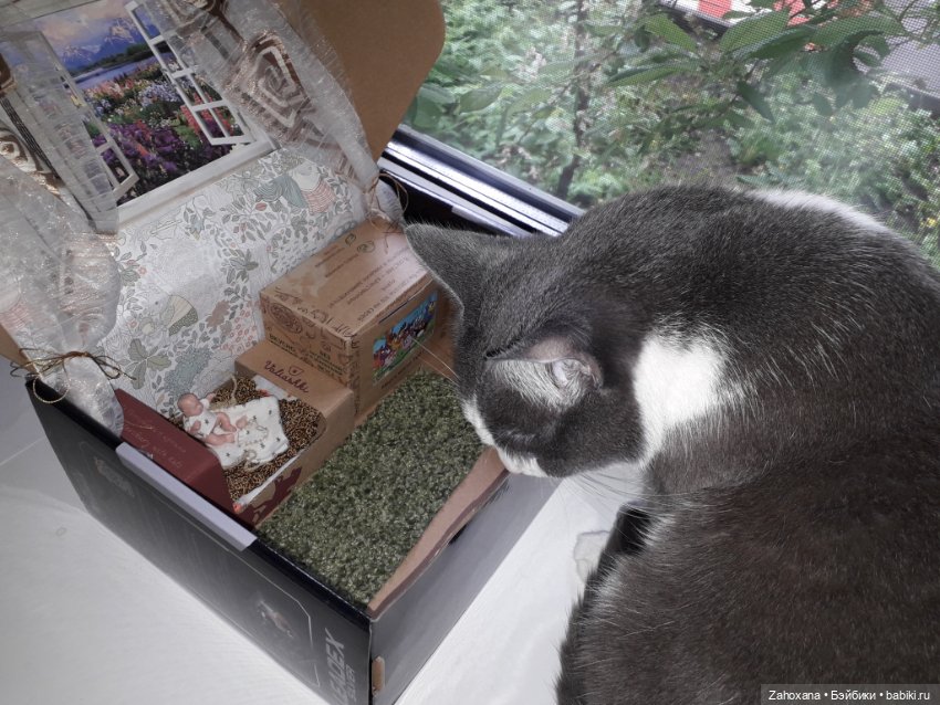 У мини куколки Лукаса новый дом (фото 4)