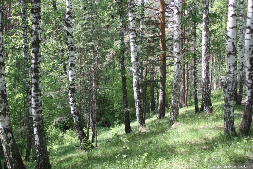 Прогулка по лесу — Куклы Dust of Dolls (Даст оф Доллс): BJD (БЖД) (фото 3)