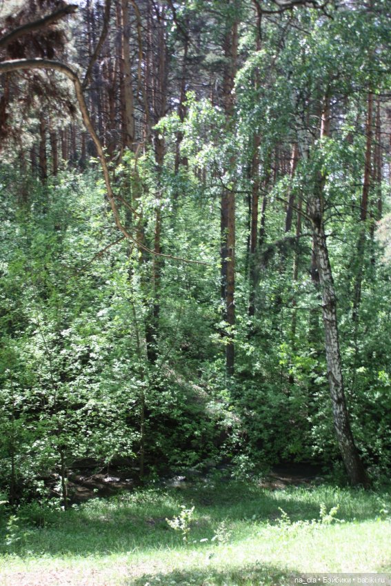 Прогулка по лесу — Куклы Dust of Dolls (Даст оф Доллс): BJD (БЖД) (фото 4)