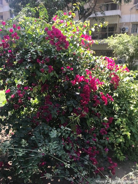 Красоты Каира моими глазами (фото 5)