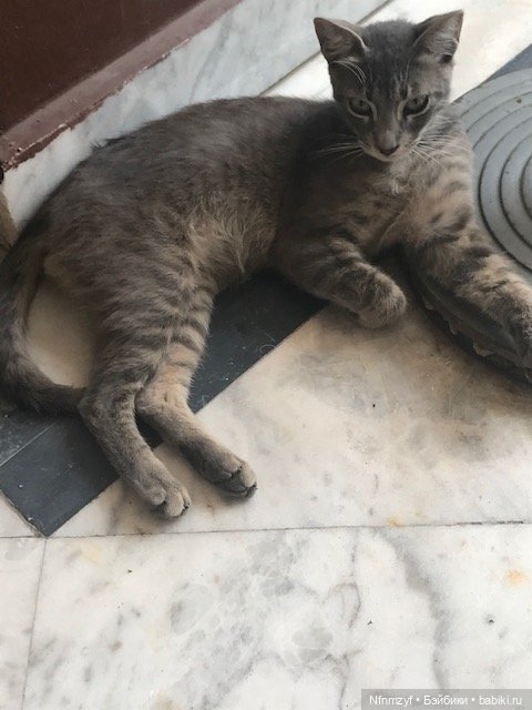 Красоты Каира моими глазами (фото 4)