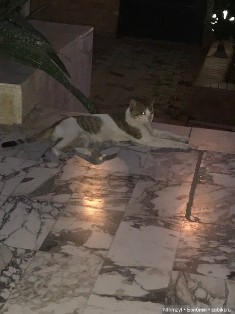 Красоты Каира моими глазами (фото 3)