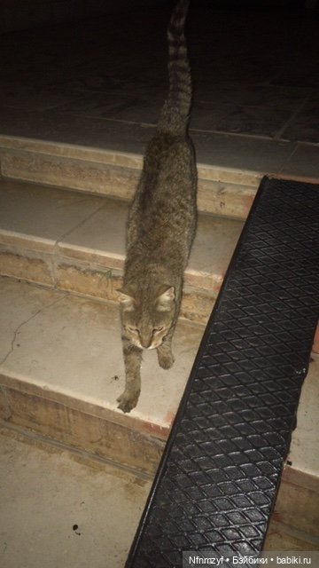 Красоты Каира моими глазами (фото 2)