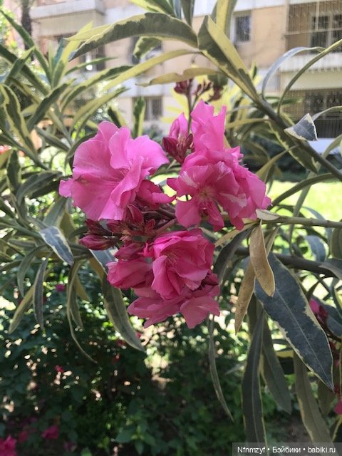 Красоты Каира моими глазами (фото 7)