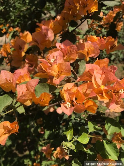 Красоты Каира моими глазами (фото 6)