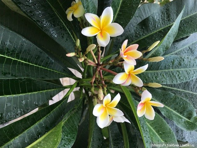 Красоты Каира моими глазами