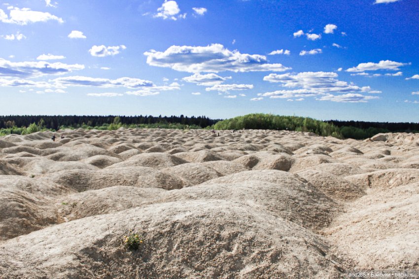 Борницкий карьер и Хлоя в одуванчиках (фото 2)