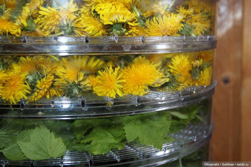 Вот оно какое наше лето — Фотоистории с куклами BJD (БЖД): сериалы