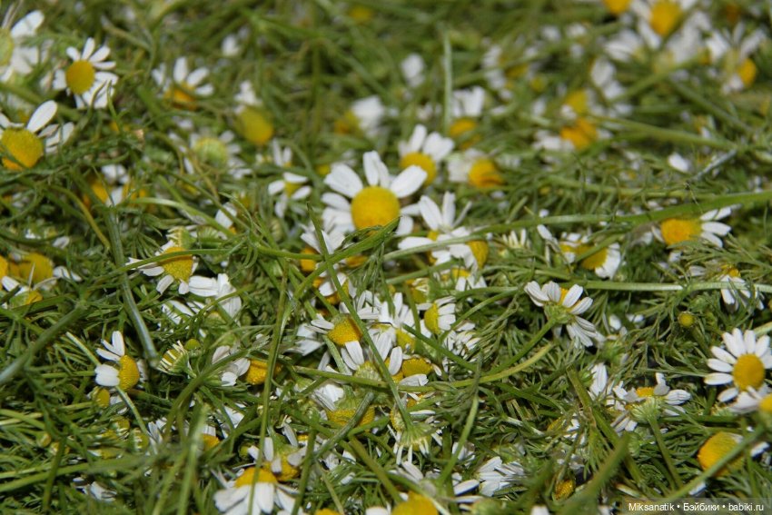 Вот оно какое наше лето — Фотоистории с куклами BJD (БЖД): сериалы