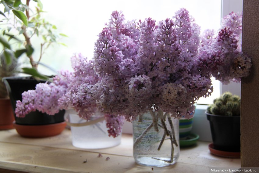 Вот оно какое наше лето — Фотоистории с куклами BJD (БЖД): сериалы (фото 9)