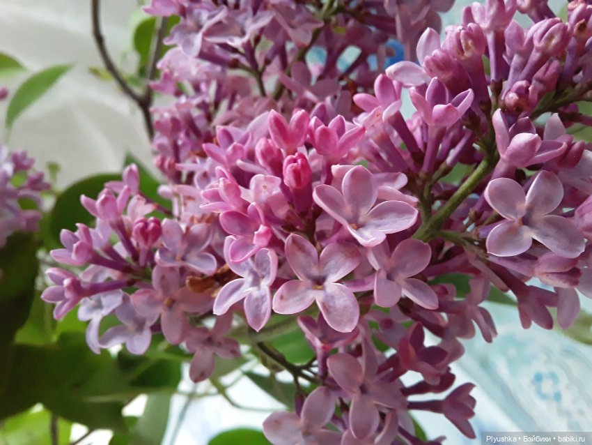 Сирень в цвету. Когда идёт дождь. И когда светит солнце (фото 9)