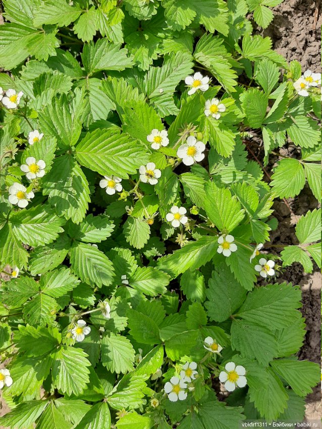 Заключительный день весны