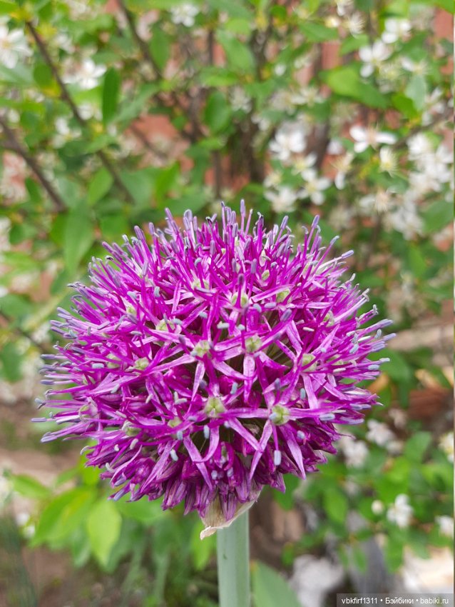 Заключительный день весны (фото 4)