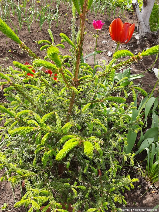 Заключительный день весны