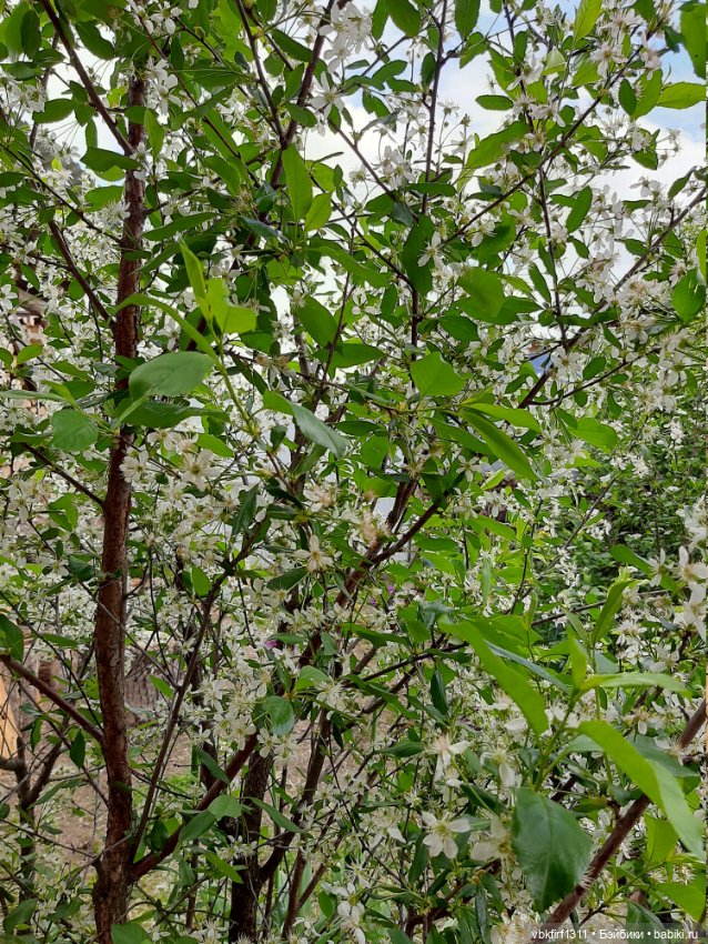 Заключительный день весны (фото 2)