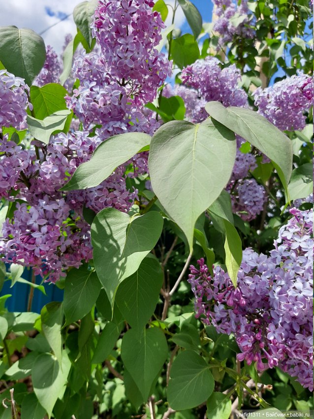 Заключительный день весны