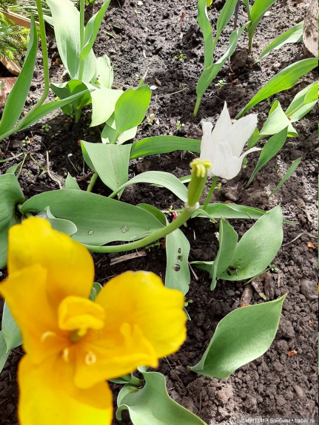 Заключительный день весны (фото 10)