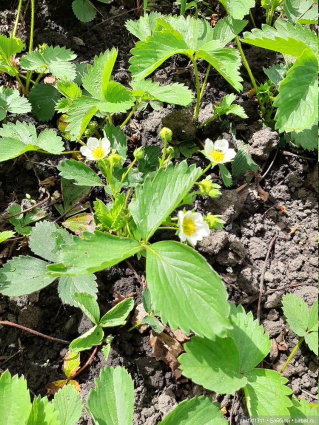 Заключительный день весны