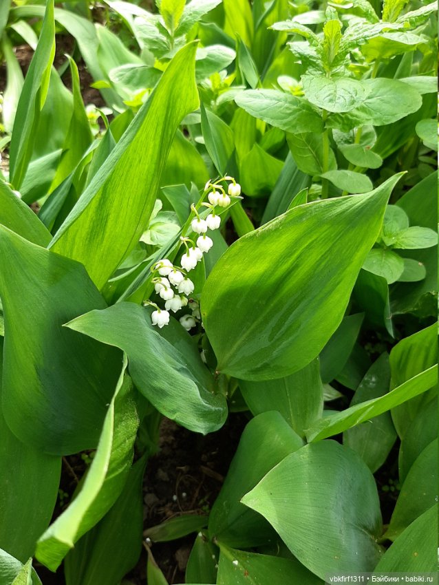 Заключительный день весны (фото 8)