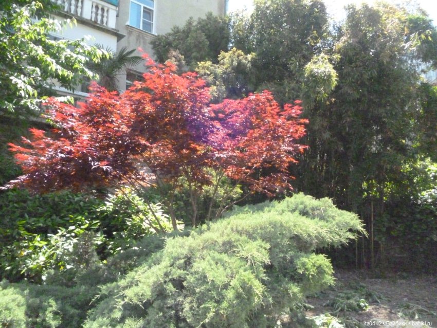 Прогулка по Хосте — Туризм и путешествия: фотоотчеты из поездок (фото 6)