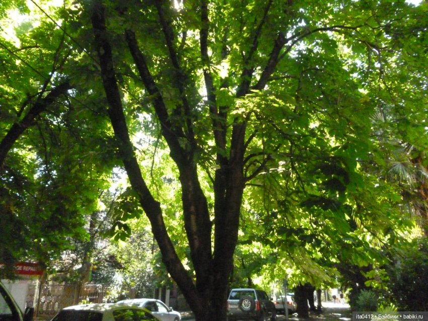 Прогулка по Хосте — Туризм и путешествия: фотоотчеты из поездок (фото 9)