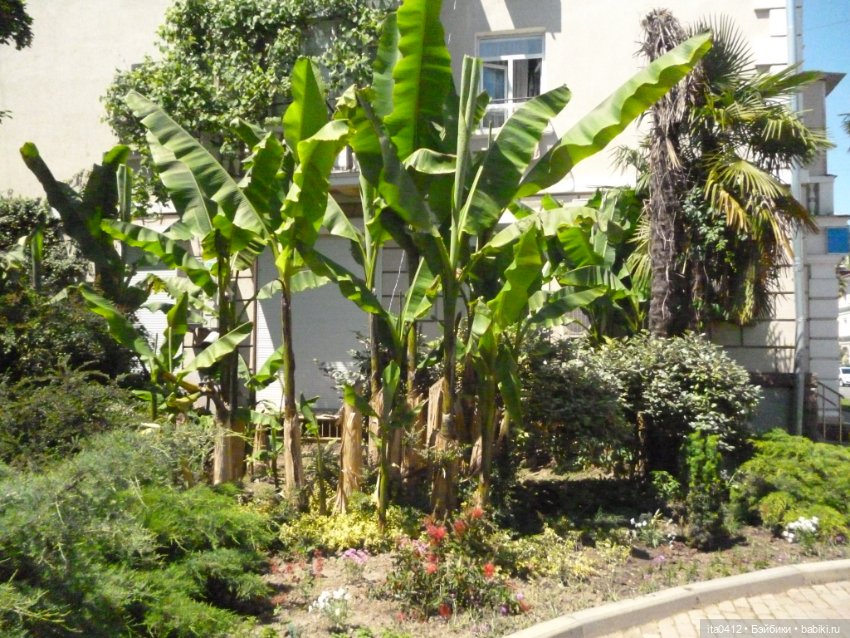 Прогулка по Хосте — Туризм и путешествия: фотоотчеты из поездок (фото 7)