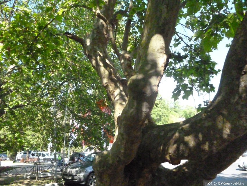 Прогулка по Хосте — Туризм и путешествия: фотоотчеты из поездок