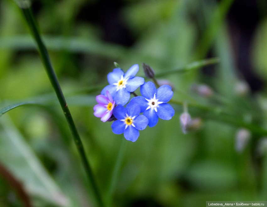 Лилу и первый день лета — Куклы Fairyland (ФэйриЛэнд): BJD (БЖД) (фото 2)