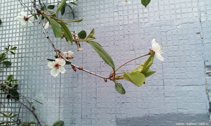 Лето и Тигры — Интересные игрушки и фигурки (разное): редкие