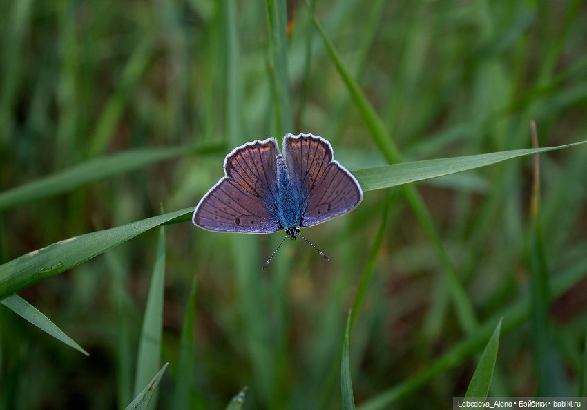 Лилу и первый день лета — Куклы Fairyland (ФэйриЛэнд): BJD (БЖД) (фото 7)