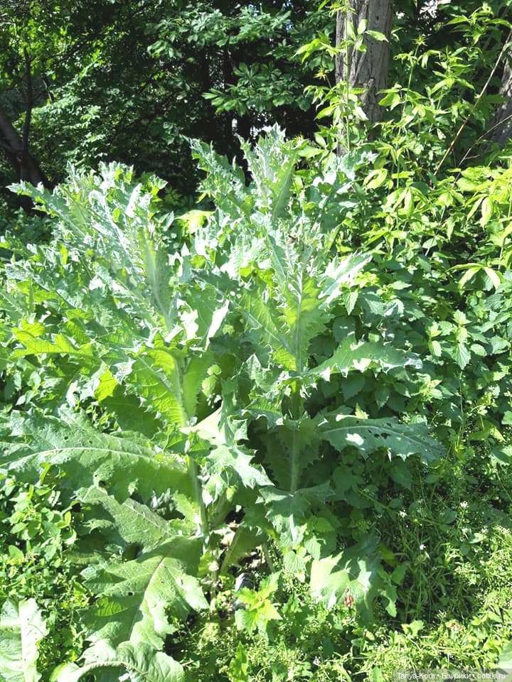 Как Линси путешествовала — Испанские куклы (разное): Vestida de Azul