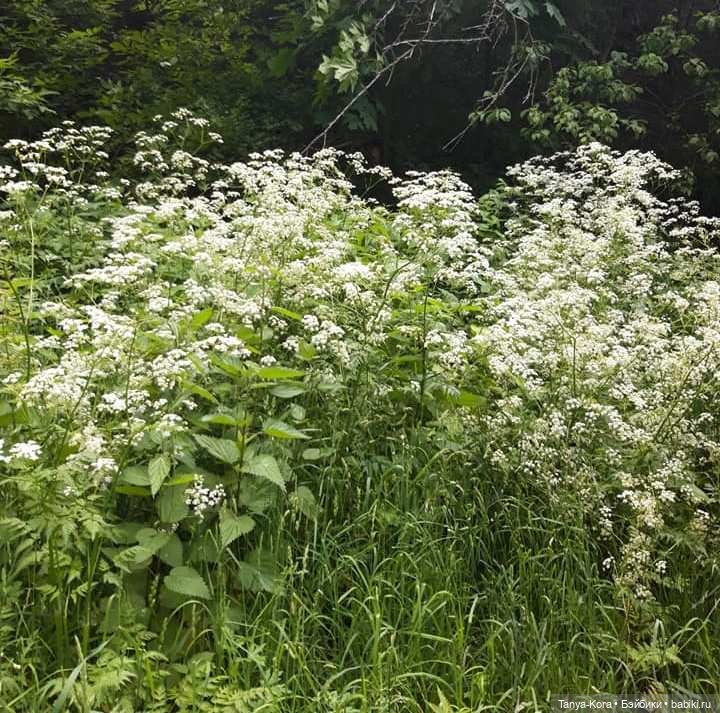 "Как прекрасен этот мир!"- сказала Баффи, гуляя в саду, где цветут розы