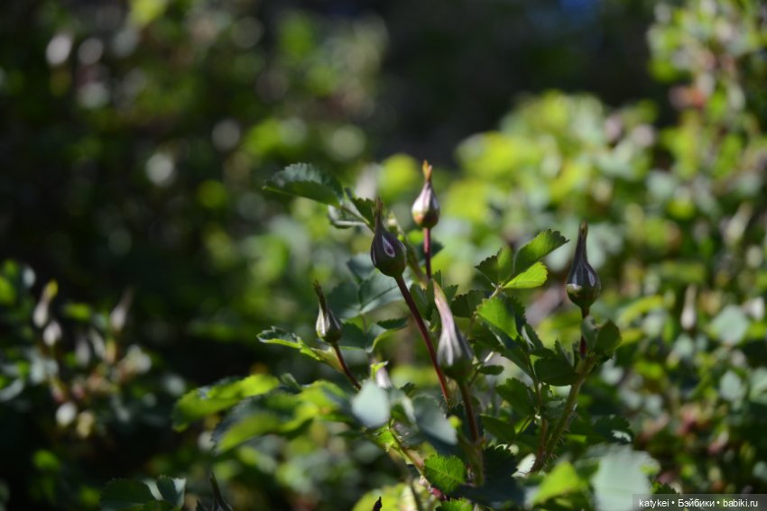 Когда в субботу хотел поспать подольше