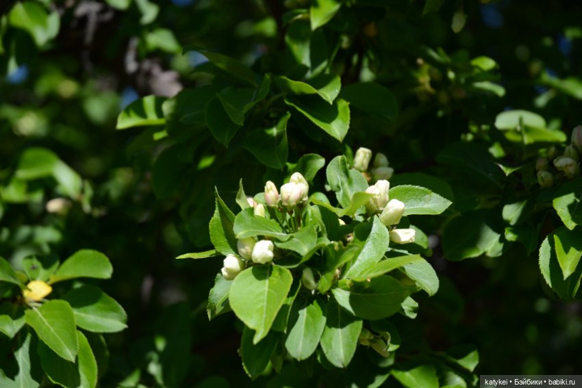 Когда в субботу хотел поспать подольше (фото 10)