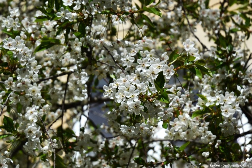 Когда в субботу хотел поспать подольше