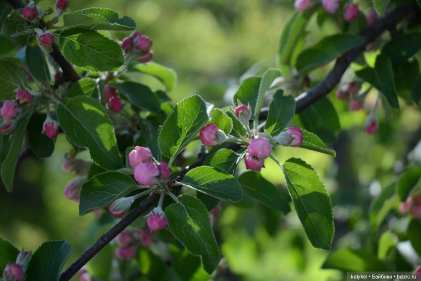 Когда в субботу хотел поспать подольше