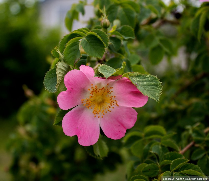 Марта и цветочное настроение (фото 6)