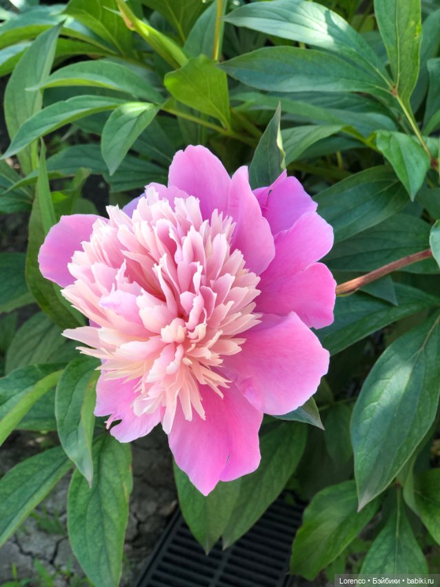 Любителям ПРЕКРАСНОГО посвящается (фото 8)