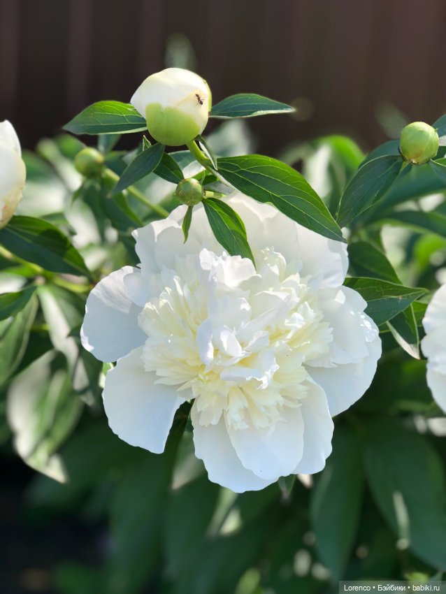 Любителям ПРЕКРАСНОГО посвящается (фото 4)