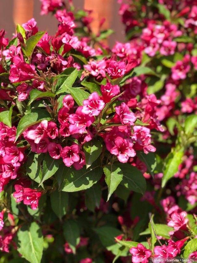 Любителям ПРЕКРАСНОГО посвящается (фото 6)