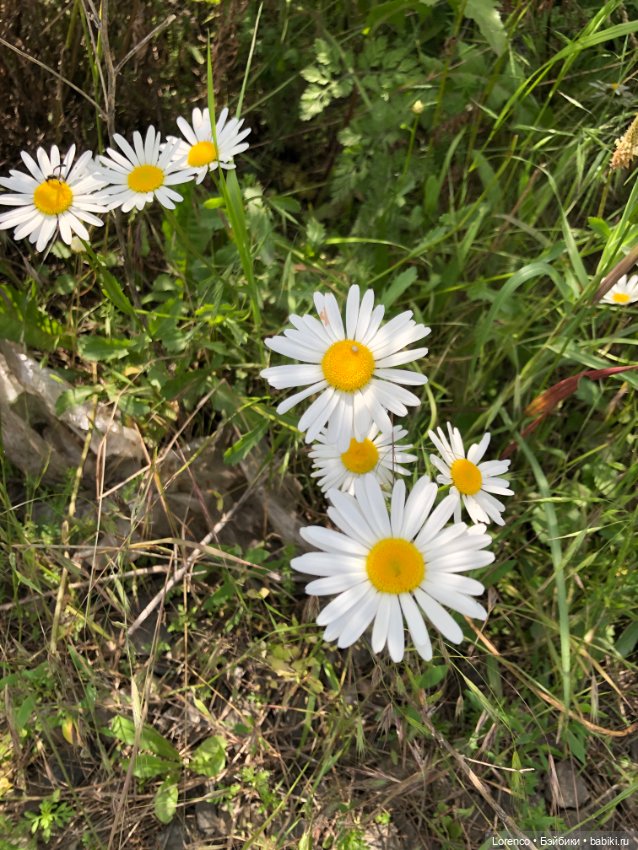 Любителям ПРЕКРАСНОГО посвящается