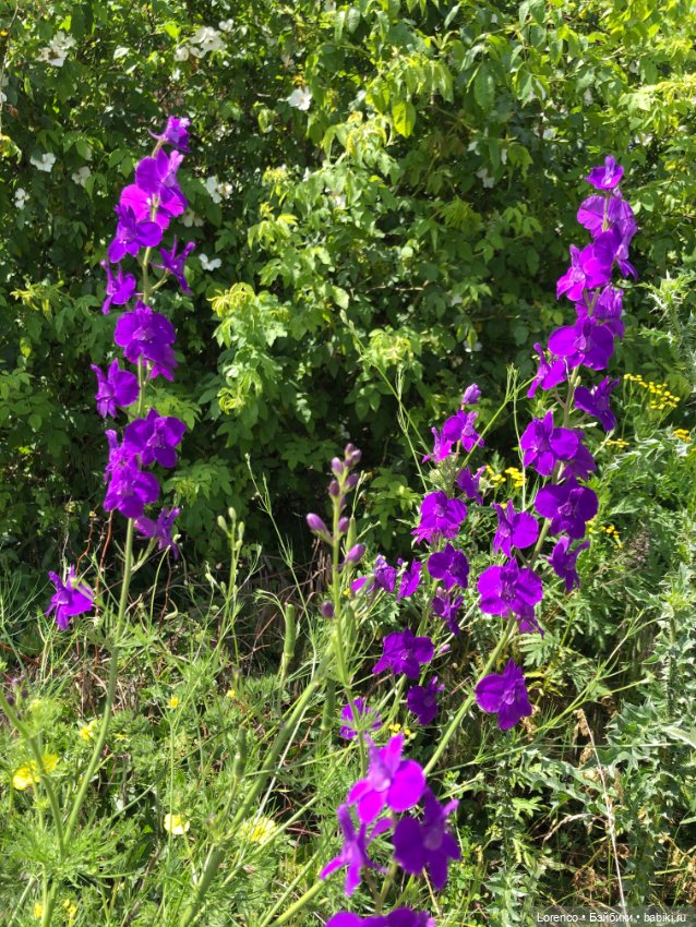 Любителям ПРЕКРАСНОГО посвящается