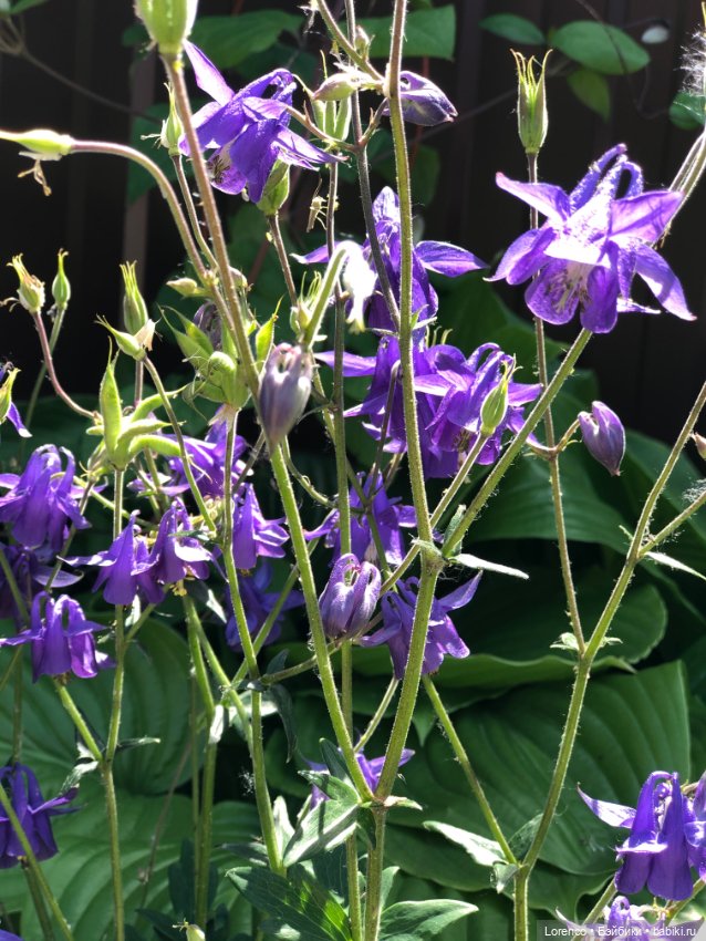 Любителям ПРЕКРАСНОГО посвящается (фото 9)