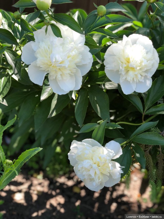 Любителям ПРЕКРАСНОГО посвящается (фото 5)