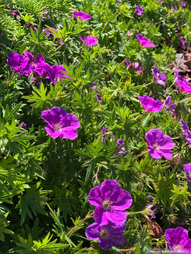 Любителям ПРЕКРАСНОГО посвящается (фото 10)