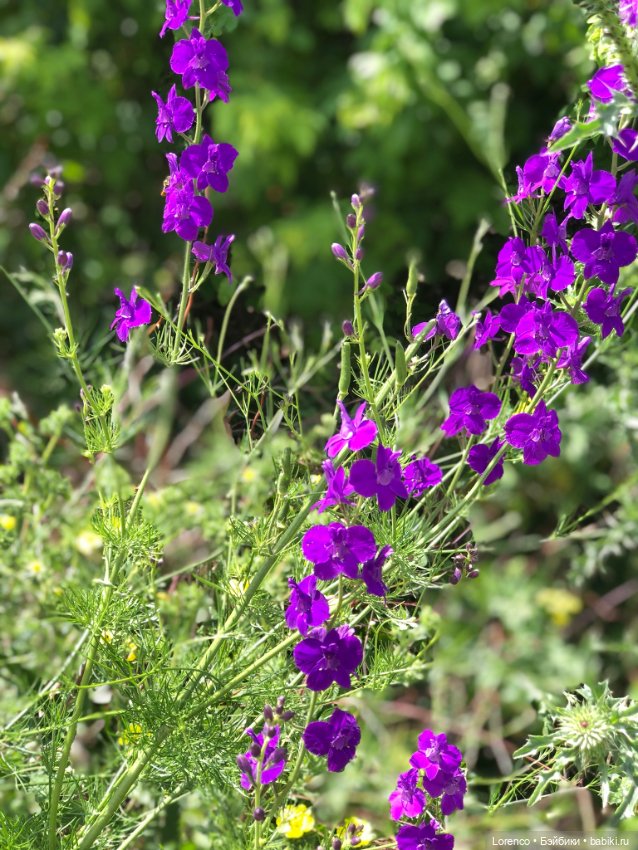 Любителям ПРЕКРАСНОГО посвящается