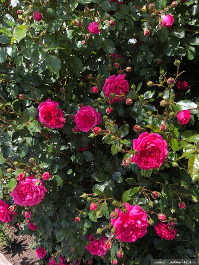 Любителям ПРЕКРАСНОГО посвящается (фото 7)