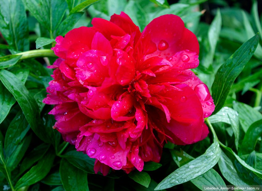 Просто цветы — Болталка и разговоры обо всем: жизнь (фото 5)