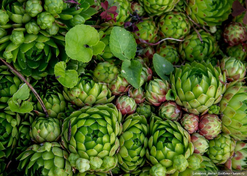 Просто цветы — Болталка и разговоры обо всем: жизнь (фото 3)